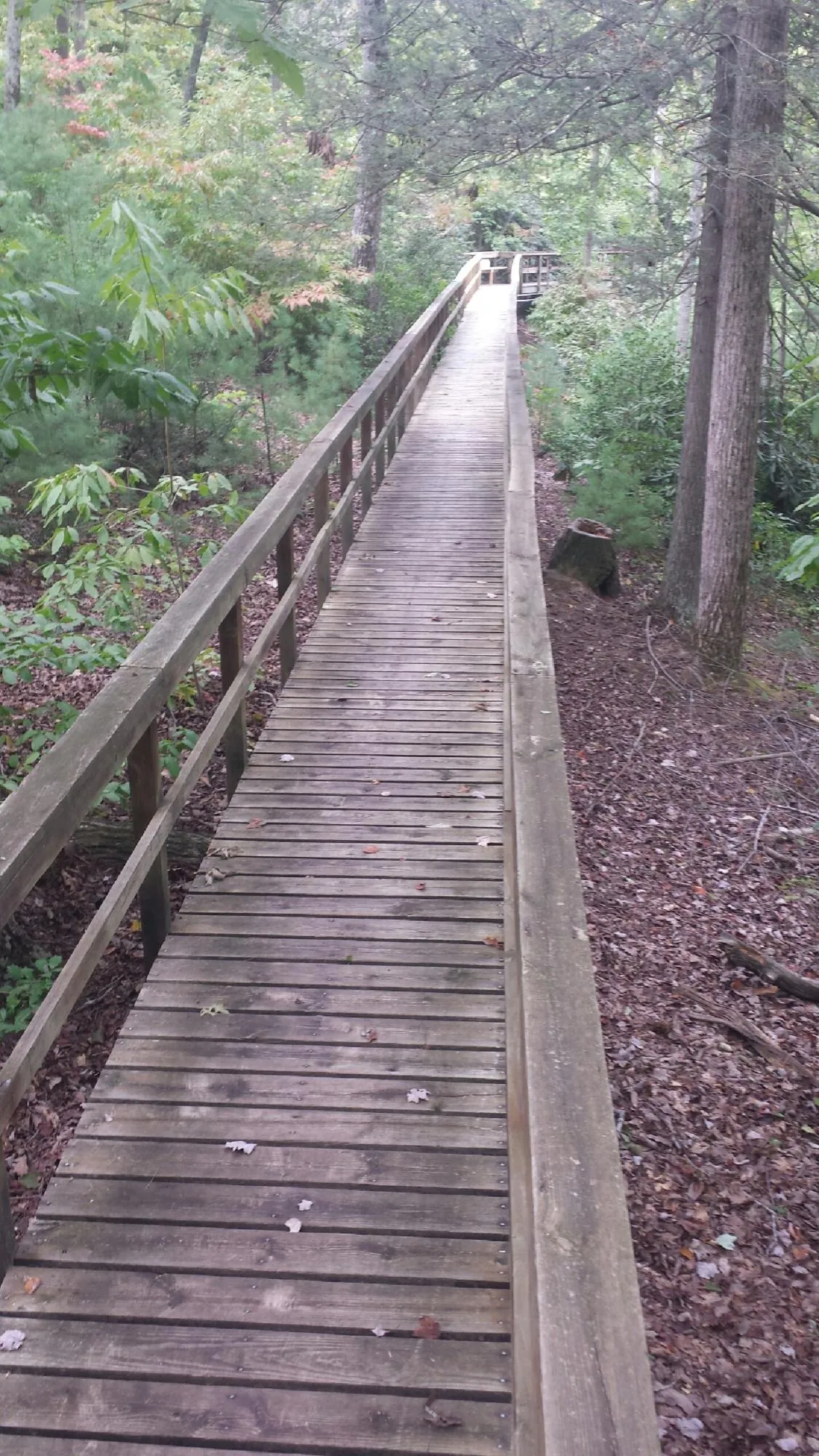 Long wood walkway with handrails built through the woods in Colusa
